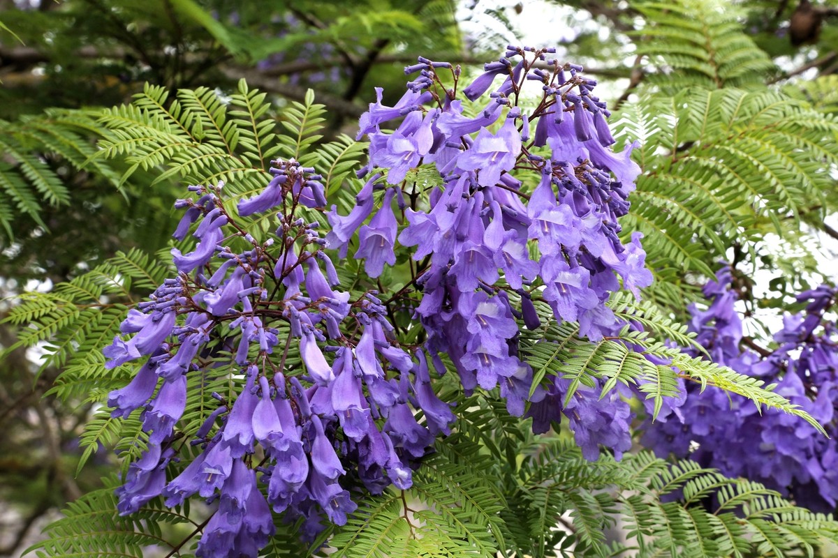 mandarin-tree-seeds-25-blue-jacaranda-mimosifolia-tree-seeds