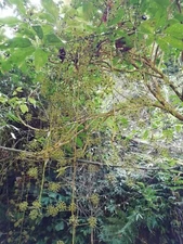 Schefflera pubigera UNIQUE TREE Seeds!