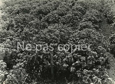 GEMÜSE um 1950 Foto 16 x 22 cm von Vandor in Bagneux Landwirtschaft