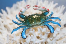 2- Small BLUE CRABS,Beach Decor,Coastal Decor,Species Correct Crab, CR-01