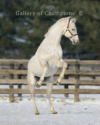 Holy Bull, The White Stallion Photo 8'' x 10 - 24'' x 30'' 