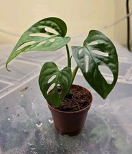 Monstera Adansonii  Monkey Mask  In 2in Pot
