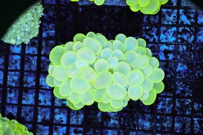 Neon Green Bubble Coral Colony WYSIWYG C2 - SAQ Coral Farm