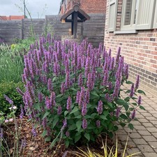 Agastache Beelicious Purple Giant Hyssop Hardy Perennial Bee Plant 4