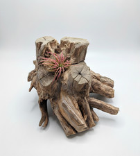 Real wood table centerpiece, handcrafted honeysuckle stump includes air plant