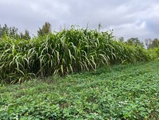 Egyptian Wheat Seed Food Plot Seed, Seeds 1/2 Acre, Can Grow 10+ Feet Tall