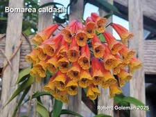 Bomarea caldasii (multiflora) Fresh Seeds - Rare Flowering Vine - Lily Relative