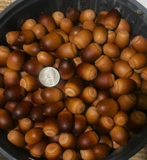 2 POUNDS SAWTOOTH OAK ACORNS - 2025 DROP - North Louisiana trees