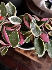 Hoya Shining Sea Star with heat pack