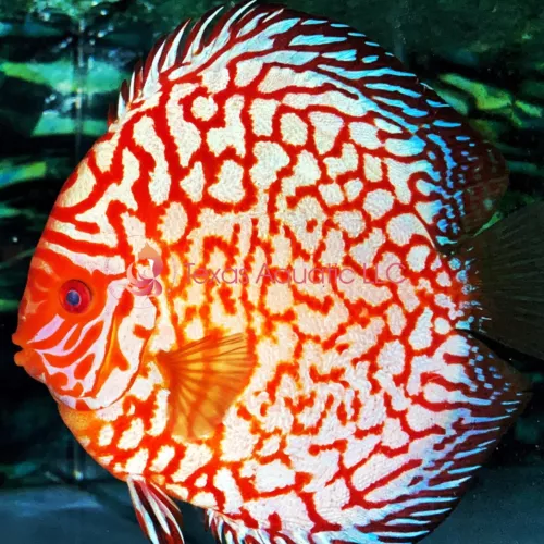 LIVE RED CHECKERBOARD - A GRADE QUALITY - USA TOP REPUTABLE SELLER - OVERNIGHT
