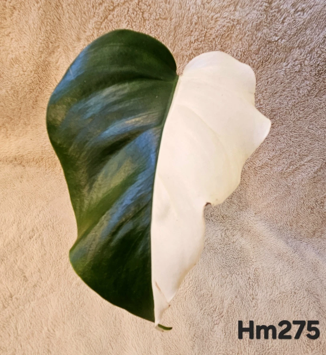 monstera aurea vs deliciosa Monstera Aurea