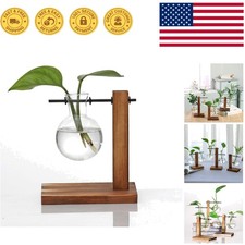 Hydroponic Glass Terrarium Bulb Vase on Wooden Stand - Perfect for Desktop