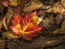 Fall Autunm Photo Poster Print Wall decor 17 X 12