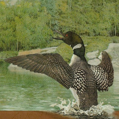 Loons in Rocky Northern Lake Wallpaper Border "BUY 3 & SAVE" Vinyl Borders SU 28181393087 | eBay