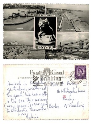 Vintage Postkarte - Hove Multi-View Kätzchen nur meine Tasse Tee VERSCHICKT