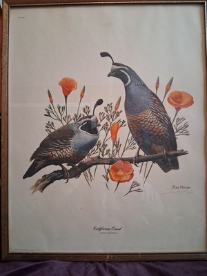 Vintage Ray Harm California Quail Print 1973 Signed By Artist.