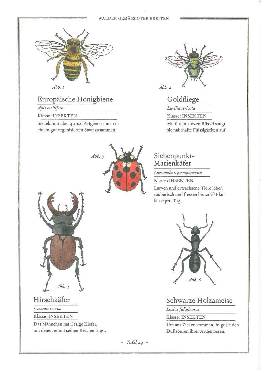 Thumbnail - Käfer, Katze, Krokodil Virginie Aladijdi