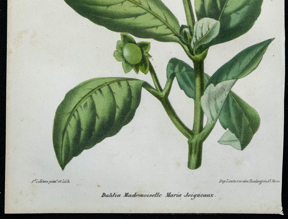 1864 - Dahlia Maria James - Incisione Antica Di Fiore IN Colori - Immagine 3 di 3