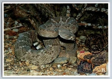 #3293i Sonoran Desert Rattlesnake Maxi Card w/Pictorial Cancel