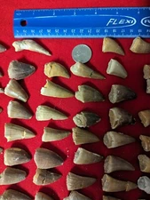 1 large fossil Dinosaur Mosasaur Mosasaurus Tooth per lot. 70 million years old