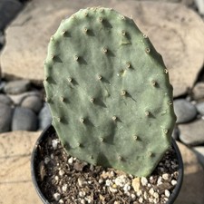 Opuntia ficus-indica