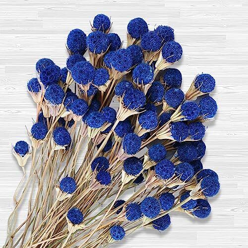 50 Pcs Natural Blue Dried Thistle Flowers Bouquet, Bulk Dried Craspedia Billy - Picture 2 of 7