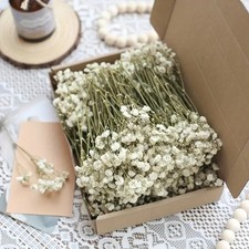 1BOX Dried Gypsophila Stems Natural Baby’s Breath Flowers Gyp Buttonhole Corsage