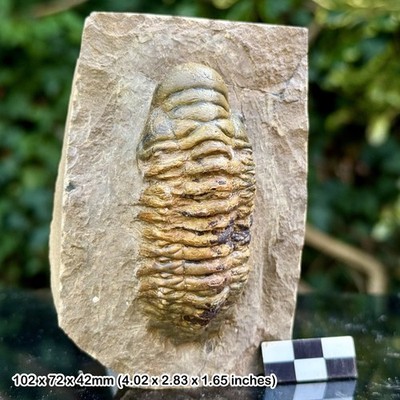 Crotalocephalina gibba A Grade Fossil Trilobit Devon Laatchana Hamar