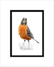 Robin, Note Card, Pen and Ink, Matted