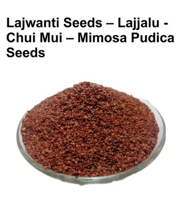 Lajwanti Samen - Lajjalu - Chui Mui - Mimosa Pudica Samen, 100% pflanzlich & ...