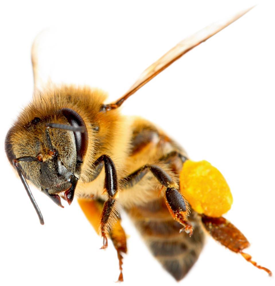 Thumbnail - Natur Roots