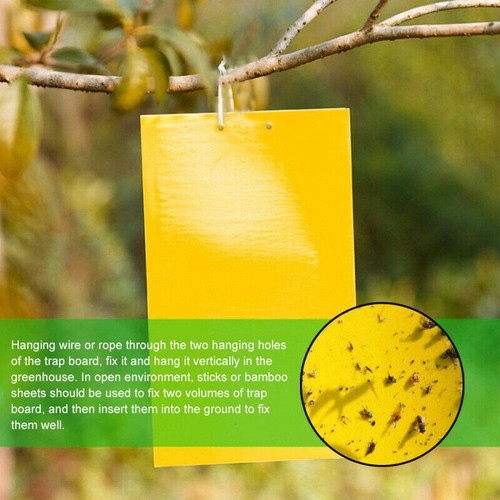 Up 60 pc Yellow Sticky paper Insect Trap Catcher Killer Fly Aphids Wasp AU - Picture 9 of 19
