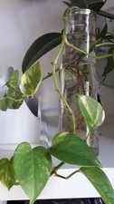 Scindapsus Efeutute langer Ableger fertig monatelang bewurzelt