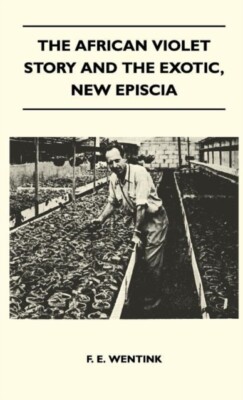 F. E. Wentink - Die afrikanische violette Geschichte und das exotische neue Episcia - J555z