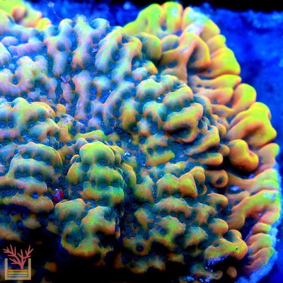 Minions Montipora Frag Zoanthids SPS LPS Corals, 1 Inch