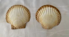 Two Scallop Sea Shells