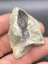 0,82’´ / 2,1 Cm Rare Partialy Rooted Atlasaurus Imelakei Dinosaur Tooth