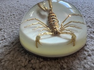 Scorpion in 3.5” Clear Resin Half Sphere