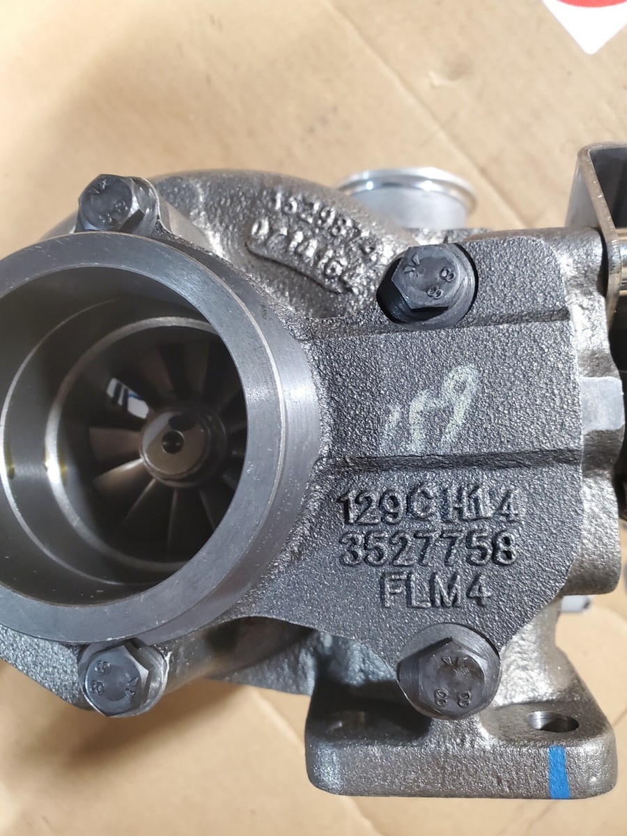 ショウナンゴム5号　 250408 48 楽天市場】ショウナンゴム（観葉植物｜花・観葉植物）：花・ガーデン