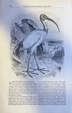 1881 Ibis Shooting in Louisiana