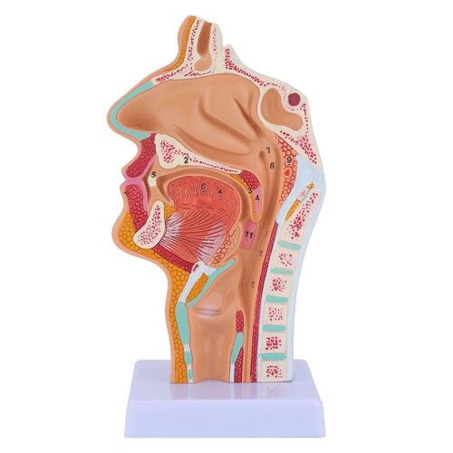 ModèLe D'Anatomie de la Gorge de la Cavité Nasale ModèLe Anatomique Humain 5052 - Photo 1/7