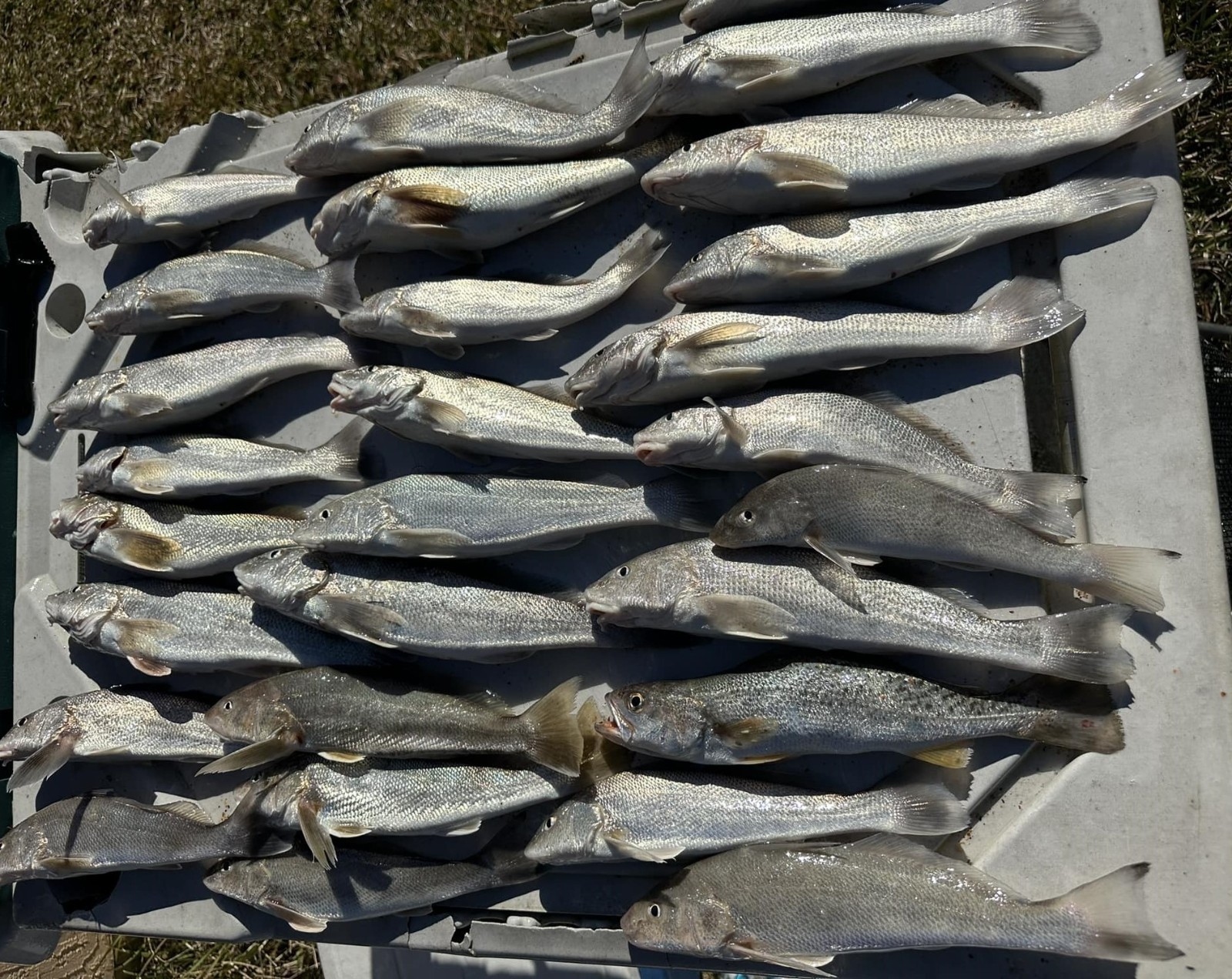 10 or 25 Surf Fishing Rigs, Pier Rigs, Boat Rigs, Pompano Whiting Snappers Spots