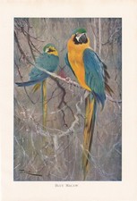 Blue and Gold Macaw Parrots Antique Bird Art Print 1901 Natural History