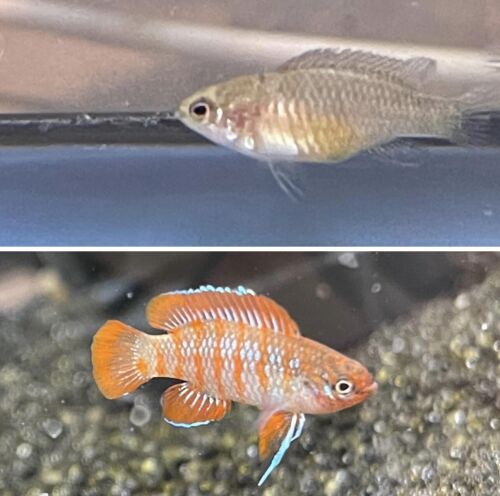 1 Pair (male-female) Scarlet Badis Dario Freshwater Tropical Aquarium Fish