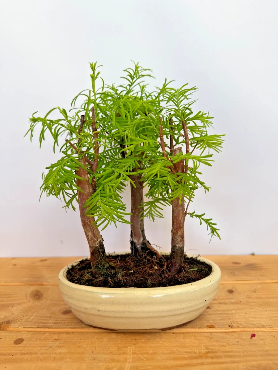 bonsai tea tree Fukien Tea Bonsai 18+ Years
