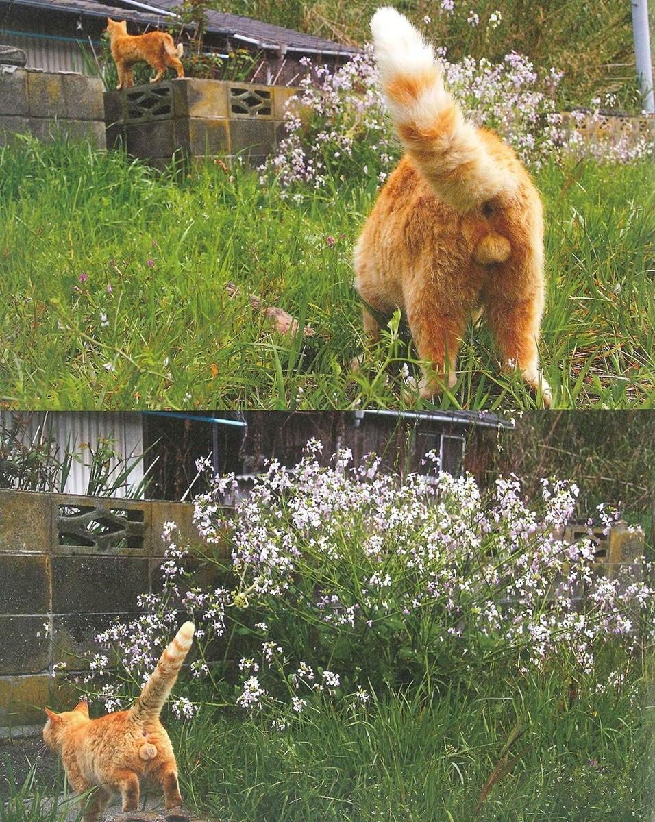 New Picture Book NYAN-TAMA Cat Testicles Male Cats Furry Balls