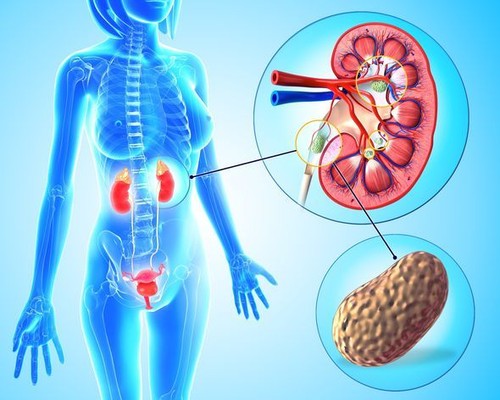 Rubor renal - SOPORTE RENAL - Salud de la vejiga - Impulso renal - 3 B 180 Ct - Imagen 6 de 12