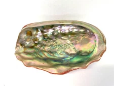 Vintage Abalone Shell Specimen Mother Of Pearl Shiny