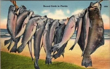 Vintage Florida Record Catch Fishing Linen Postcard by Tichnor Bros