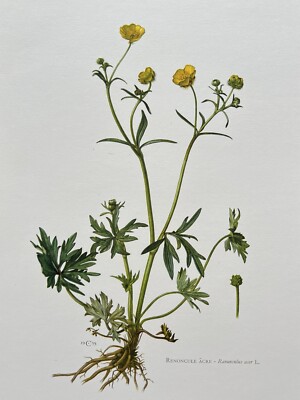 BOTANICAL PRINT YELLOW FLOWER  RENONCULE ACRE  RANUNCULUS ACER